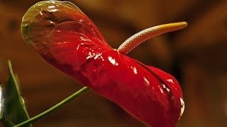 Волшебный мир музыки и цветов: FLAMINGO /Anthurium Волшебный мир музыки и цветов: FLAMINGO /Anthurium