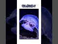 すんごい顔をしてるクラゲ🪼どうなってるんだろう?#jellyfish
