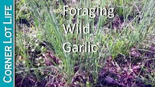 Foraging wild onions/garlic Net Worth