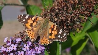 Painted Lady Butterfly on Buddleia