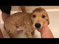 PUPPY BATH TIME ROUTINE | GOLDEN RETRIEVER PUPPY