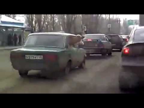 Корова в машине