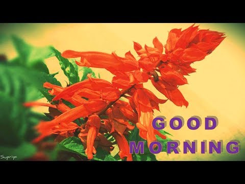 Good Morning Sms Video Good Morning Message Good Morning Sms