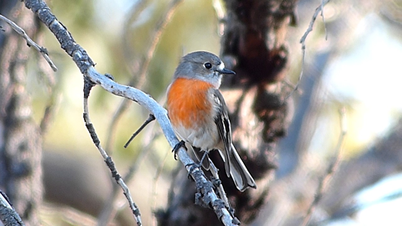 Australian Female Scarlet Robin 