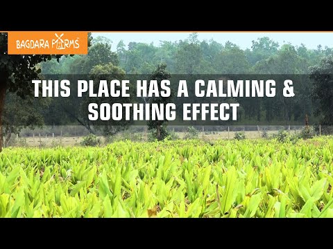 Watch Why You Should Visit Bagdara Farms