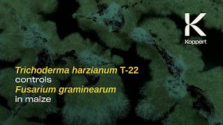 Trichoderma vs Fusarium Time-lapse | Control of Fusarium in Maize