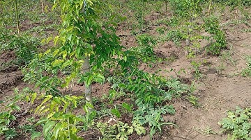 How I applied poultry chicken manure in my yams for better harvest in Nigeria