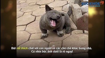 Nguyễn Văn Dúi – chú cún Việt siêu hài hước