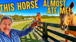 47 acre Farm Tour with House, Workshop, Horse Barns, House and Land for Sale in Kentucky