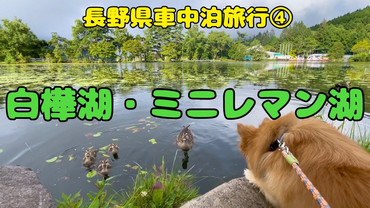 長野県車中泊旅行🐶④白樺湖・ミニレマン湖
