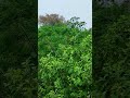 Aesthetic Wind Vibes 🍃 Ae Hawa Mere Sang Sang Chal ✨ #shorts #viral
