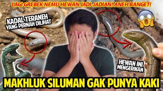 MAKHLUK JADIJADIAN GAK PUNYA KAKI! LAGI GREBEK NEMU KADAL SILUMAN! TERANEH YANG PERNAH DILIHAT!