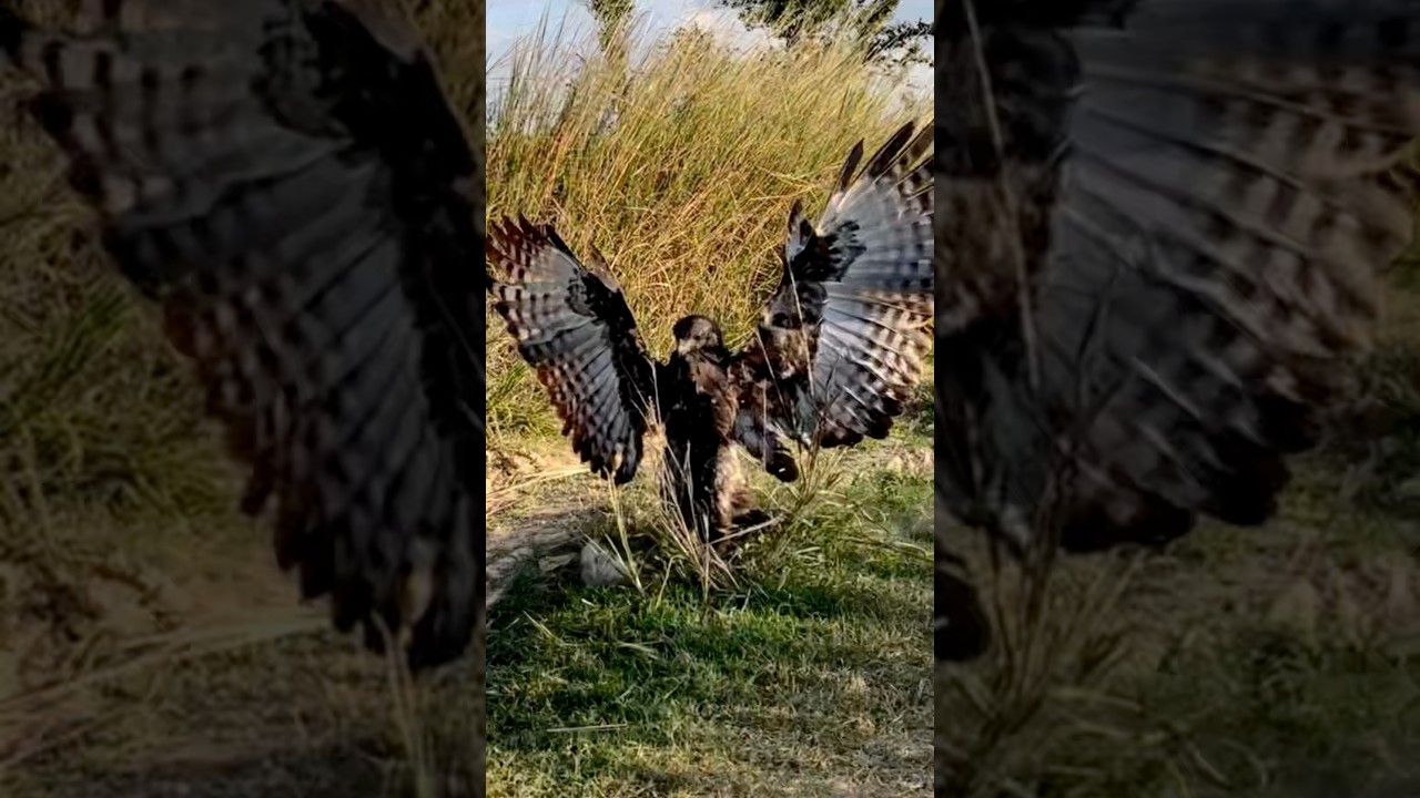 Amazing hawk eagle hunting bird of prey 🦅