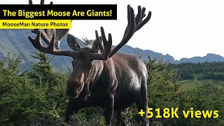 The Biggest Moose Are Giants! Giant bulls moose