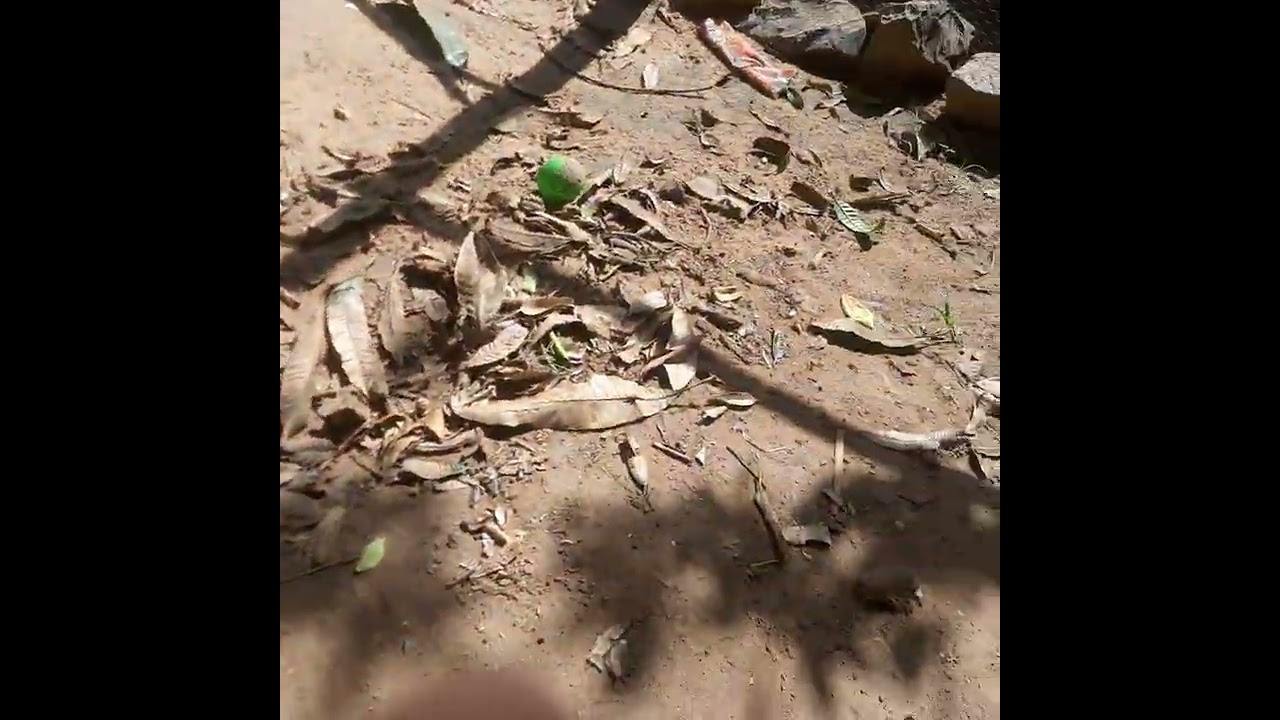 Balancetes não critica eu só inventei