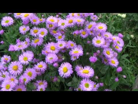 Многолетники в июле.