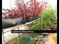Organic farming limited land Asianet