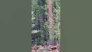 How much mechanical advantage can you get with 2 pulleys? (Hint: More than this)