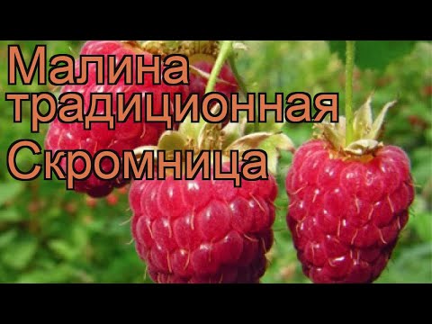 Малина традиционная Скромница (rubus) &#55356;&#57151; малина Скромница обзор: как сажать саженцы малины Скромница