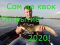 Сом на квок / Открытие  2020 / Река Волга!