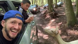 Adirondack Animal Land - Havranek