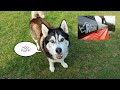 Find out why this Hilarious Dog calls for Help | Sponsored by Rhino Products
