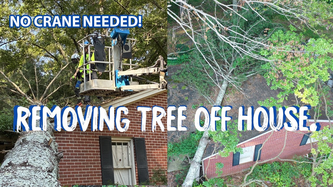 Tree on a House? Here’s How We Remove It Safely Without a Crane - YouTube