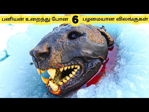 உறைந்த கண்டுபிடிப்புகள் || Prehistoric Animals Found Frozen in Ice || Tamil Info Share