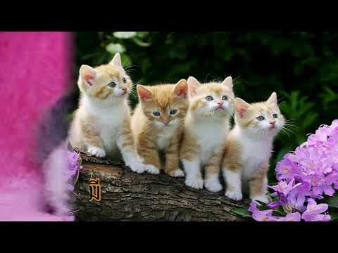 เป่าขลุ่ยเพลงหนูมาลี