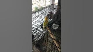 Viral : Lovebird terpanjang se indonesia ada di madura