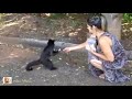 Macaco ladrão - Série de vídeos com cenas hilárias