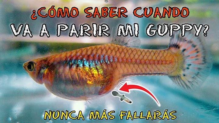 ¿CÓMO SABER CUANDO VA A PARIR MI GUPPY? (De forma precisa)