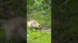The cutest little gosling #birds #nature #park #wildlife #cute #animals #adorable #goslings #gosling
