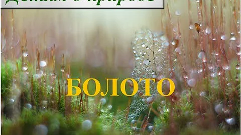 Рассказ о болоте для детей ☁ Что такое болото? Что растет на болоте?