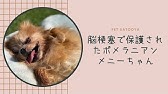 何回もお腹を切られた哀しい繁殖犬マリアの幸せ物語 Youtube
