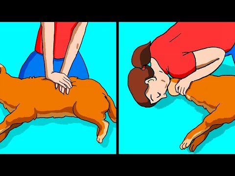 Vídeo: A maneira mais eficaz de salvar a vida de seu cão sufocante