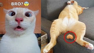 New Funny Cat and Dog Videos 😹🐶 Funniest Animals 😆 Part 10