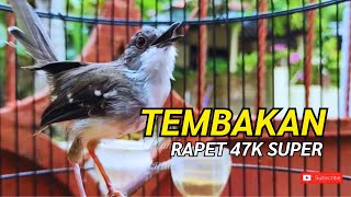 Pancingan Ciblek Kristal Materi Full Brennn Rapet Panjang Cocak Untuk Masteran Cikris Bahan