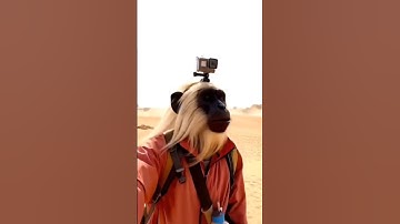 Google Veo 3 Ai Monkey blog Kaise Banaye #veo3 #googleves3#ai #monkeyblog #gorilla