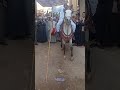 مولد الشيخ ثابت ابو علي فاروقيه الاشراف مركز قفط كل عام وانتم بخير 