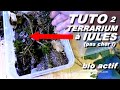 2eme tuto terrarium naturel iule  centrobolus splendidus  pascal aquariums naturels