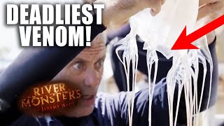 This Jellyfish Can Kill Multiple People! | River Monsters by River Monsters™ 14,304 views 4 months ago 3 minutes