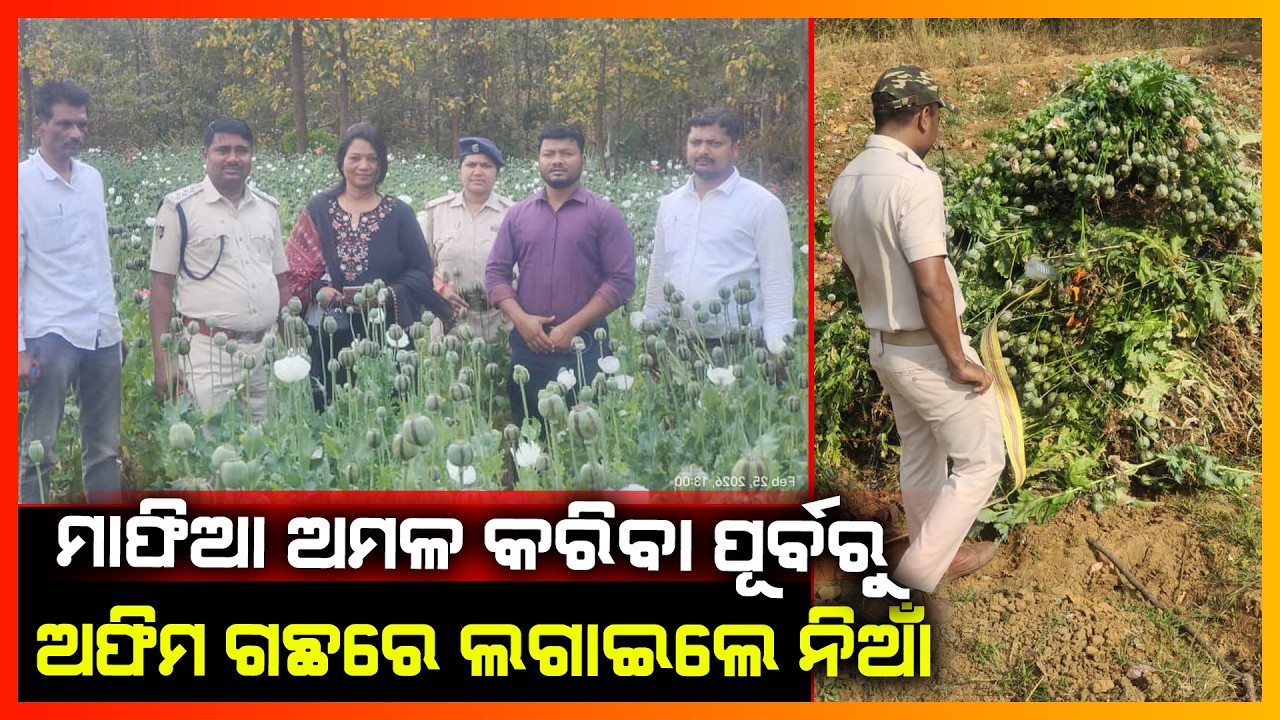 ମାଫିଆ ଅମଳ କରିବା ପୂର୍ବରୁ ଅଫିମ ଗଛରେ ନିଆଁ ଲଗାଇଲେ ଅବକାରୀ ବିଭାଗ || KONARK NEWS
