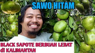 Panen Black Sapote Giant Matt van Borneo Kalimantan Selatan|Sawo Hitam Berbuah Di Kalimantan Selatan
