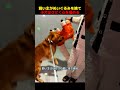 飼い主はわざと子犬の一番好きなぬいぐるみを捨てる！
