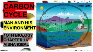 Carbon Cycle