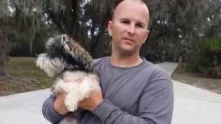 Frankie our Rescue Schnauzer has arrived to Schnauzerville! PART 1 (Without Music)