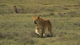 Cheetah Mum & Attacking Lions