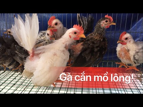 Kỹ thuật nuôi gà tre Thái “ tình trạng cắn mổ lông nhau” | Foci