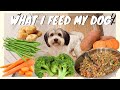 HOW I MAKE HEALTHY FOOD FOR MY DOG EASY RECIPE